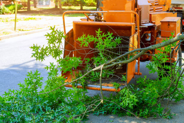 Best Lawn Disease Treatment  in Snohomish, WA