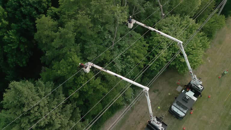 Best Hazardous Tree Removal  in Snohomish, WA