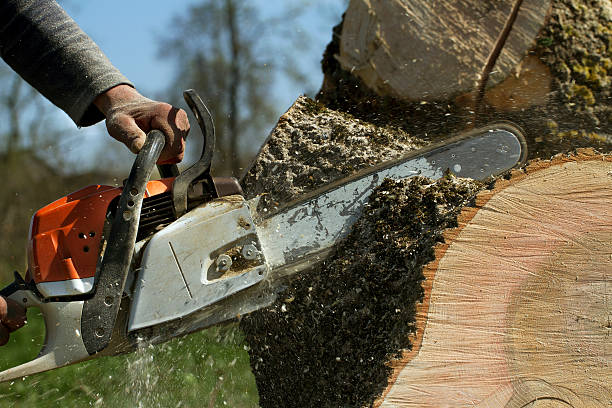 Best Tree Risk Assessment  in Snohomish, WA